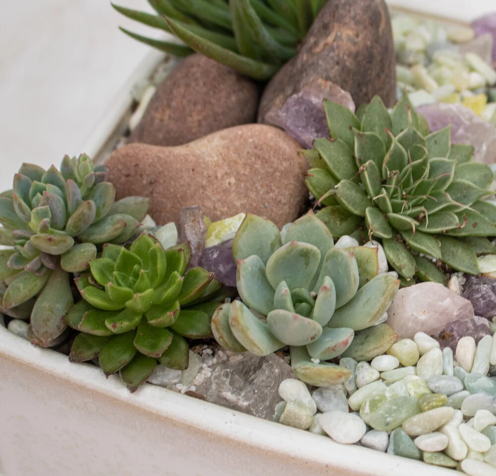 T. Succulent Form × Nizanda T'STROPICALS 1-Succulent-StringofPearls-4+